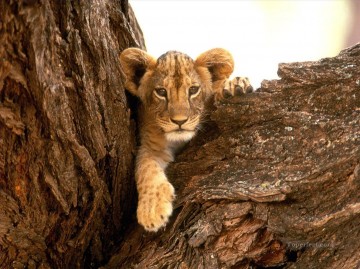 Animal Painting - Lindo bebé león